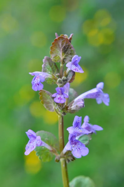 Våren Växer Glechoma Hederacea Och Blommar Naturen — Stockfoto