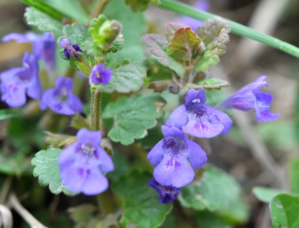 Spring Glechoma Hederacea Grows Blooms Wild — Stock Photo, Image