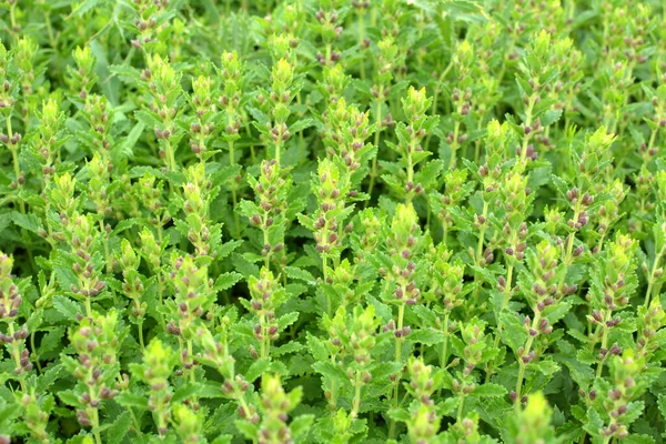 Summer Teucrium Chamaedrys Grows Wild Grasses — Stock Photo, Image