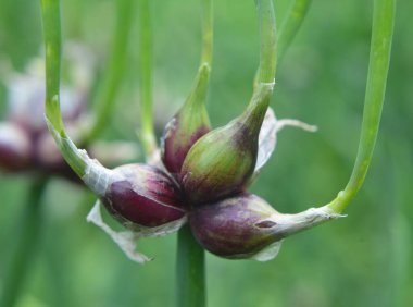 Bahçede çok katmanlı soğan yetişiyor.