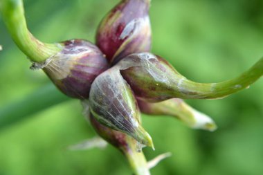 Bahçede çok katmanlı soğan yetişiyor.