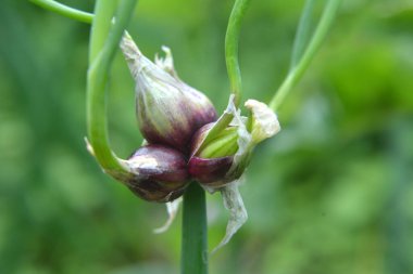 Bahçede çok katmanlı soğan yetişiyor.