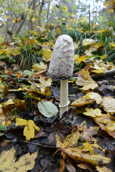 Cogumelos Comestíveis Selvagens Coprinus Comatus Crescem Floresta Outono — Fotografia de Stock