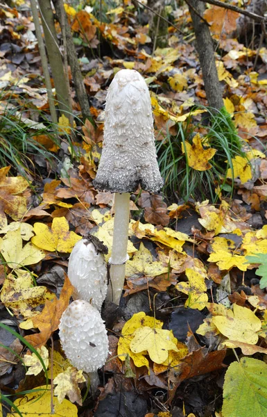 버섯인 리두스 무투스는 숲에서 자란다 — 스톡 사진