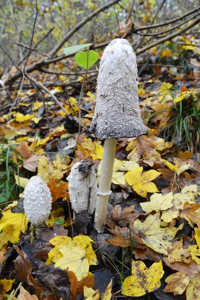버섯인 리두스 무투스는 숲에서 자란다 — 스톡 사진
