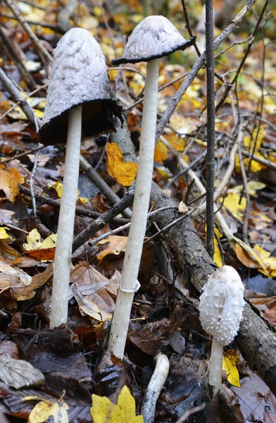 Wild Edible Mushrooms Coprinus Comatus Grow Autumn Forest — Stock Photo, Image