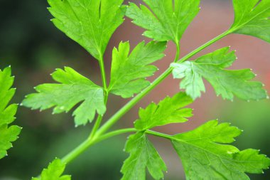 Bulanık arkaplanda yeşil maydanoz yaprakları