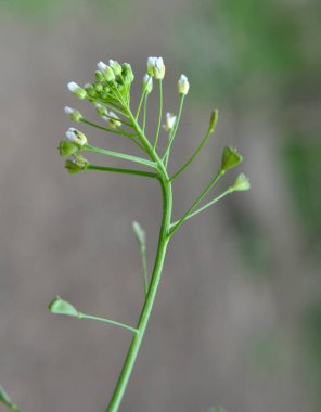 Doğada, tarla Capsella bursa-pastoris açar.