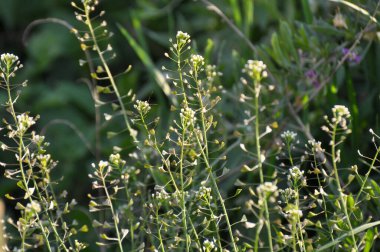 Doğada, tarla Capsella bursa-pastoris açar.