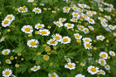 Yazın, Tanasetum partenyum doğada çiçek açar.