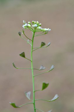 Doğada, tarla Capsella bursa-pastoris açar.