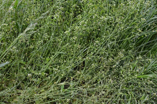 Nature Field Blooms Capsella Bursa Pastoris — Stock Photo, Image