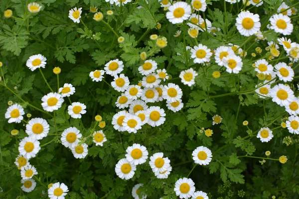 Verão Tanacetum Parthenium Floresce Natureza — Fotografia de Stock