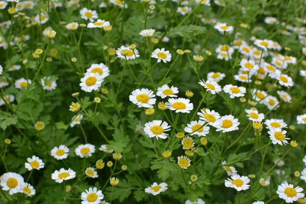 Verano Tanacetum Parthenium Florece Naturaleza —  Fotos de Stock