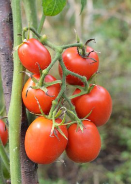 Domatesler açık organik toprakta yetişir.