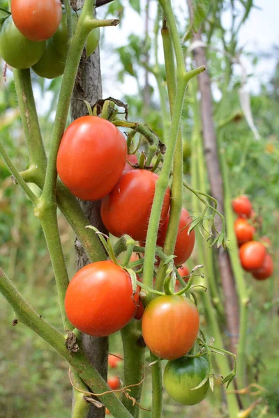 Tomates São Cultivados Solo Orgânico Aberto — Fotografia de Stock