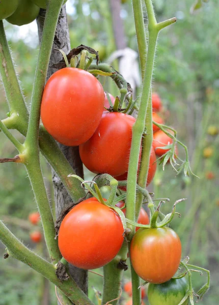 Los Tomates Cultivan Suelo Orgánico Abierto — Foto de Stock