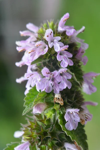 Summer Ballota Nigra Blooms Wild — Stock Photo, Image