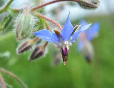 Yazın, Borago officinalis) doğada büyür.