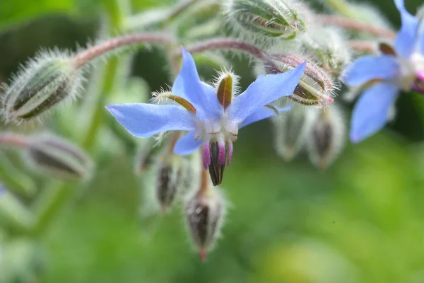 Summer Borage Borago Officinalis Grows Nature — Stock Photo, Image