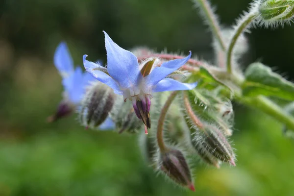 Summer Borage Borago Officinalis Grows Nature — Stock Photo, Image