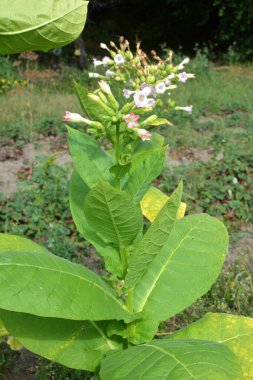 Yeşil yapraklar ve fidanlıkta yetişen bir tütün sapı.
