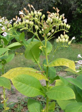 Yeşil yapraklar ve fidanlıkta yetişen bir tütün sapı.