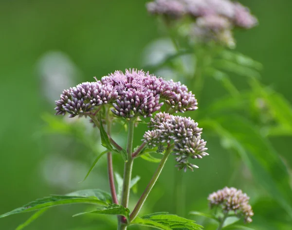 Fiorisce Nell Agrimonia Della Canapa Selvatica Eupatorium Cannabinum — Foto Stock