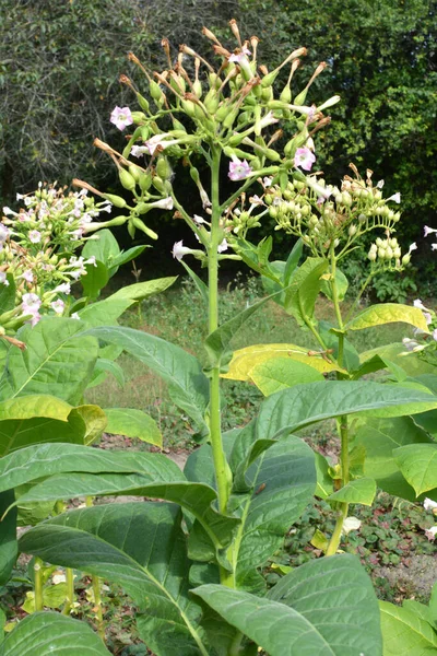 Green Leaves Tobacco Stem Grows Plantation — Stock Photo, Image