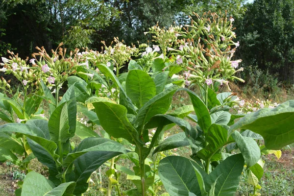 Yeşil Yapraklar Fidanlıkta Yetişen Bir Tütün Sapı — Stok fotoğraf