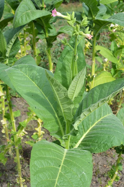 Zielone Liście Łodyga Tytoniu Rosnąca Plantacji — Zdjęcie stockowe