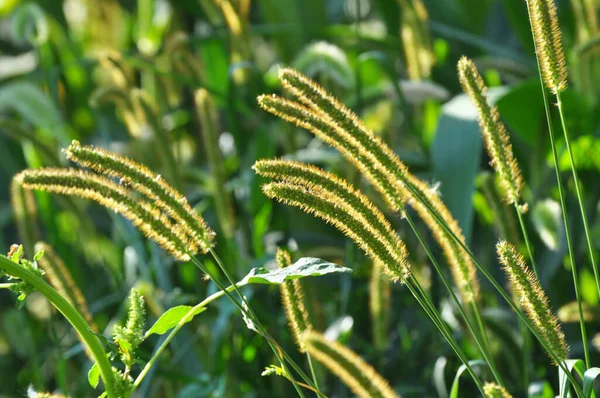 Setaria Grows Field Nature — Stock Photo, Image