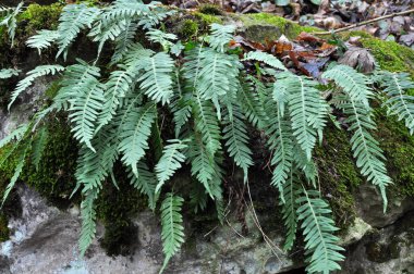 Fern Polypodium vulgare ormandaki bir kayanın üzerinde yetişir.