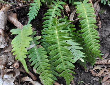 Fern Polypodium vulgare ormandaki bir kayanın üzerinde yetişir.