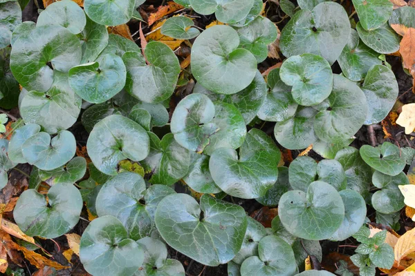 Asarum Europaeum Росте Лісі Дикій Природі — стокове фото