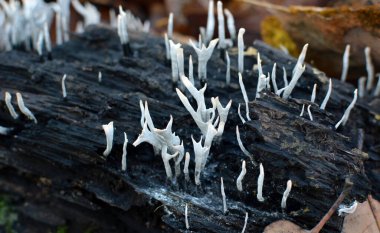 Vahşi ascomycete mantarı Xylaria hipoksilon ormanda yetişir.