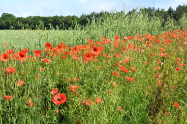 Ekinlerin arasında bir tarlada ot gibi yetişen yabani gelincik.