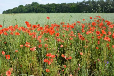 Ekinlerin arasında bir tarlada ot gibi yetişen yabani gelincik.