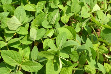 Yazın ortasında bir tarlada soya fasulyesi yetiştirirken.
