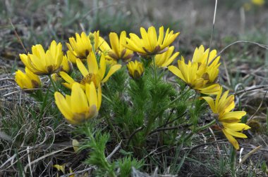 Adonis vernalis, dağlarda yetişir vahşi doğada.