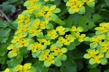 İlkbaharda vahşi doğada krisosplenyum alternatif neşter açar.