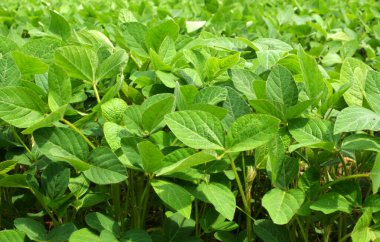 Yazın ortasında bir tarlada soya fasulyesi yetiştirirken.