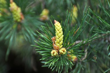 Genç bir çam dalında bahar tomurcukları