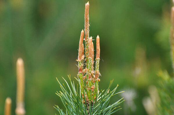 Весенние почки на молодой сосновой ветке