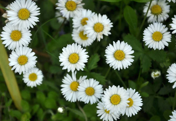 Natura Tra Erbe Prato Sbocciano Perenni Bellis Perascar — Foto Stock