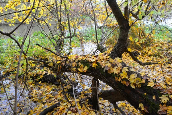 Осенний Пейзаж Деревьями Небольшой Рекой — стоковое фото