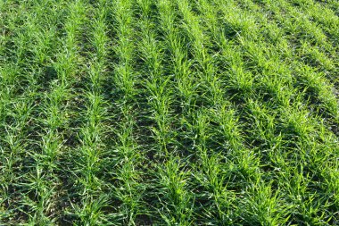 Sonbahar tarlasında güzel buğday ekimleri