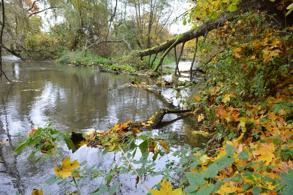 Herbstlandschaft Mit Bäumen Und Einem Kleinen Fluss — Stockfoto