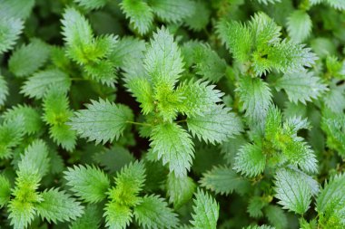 Vahşi doğada, ısırgan otu büyür (Urtica idrarı)