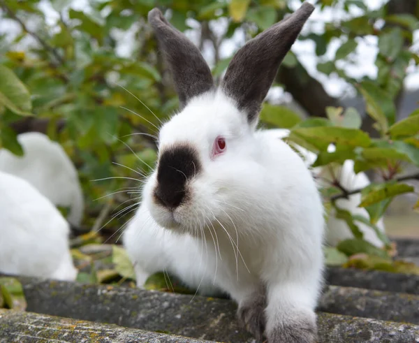 Ein Erwachsenes Kaninchen Der Kalifornischen Rasse — Stockfoto